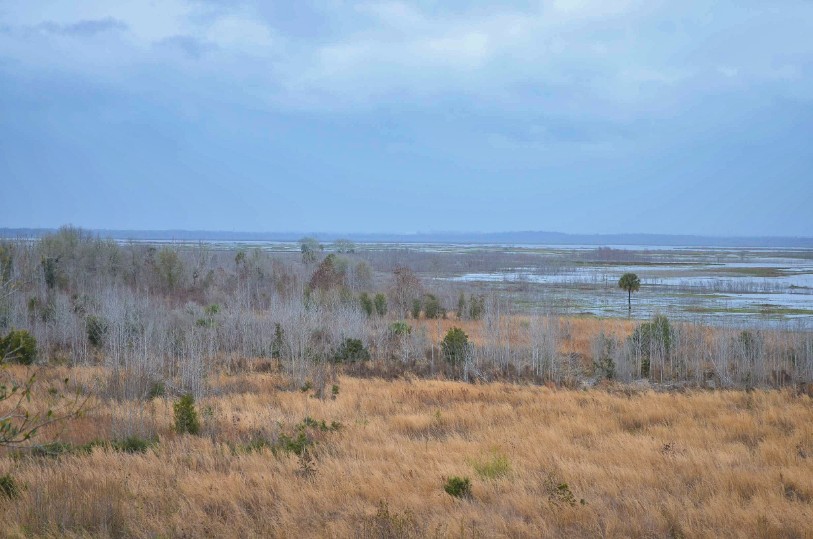 Exploring Payne's Prairie Preserve State Park In Florida - DnSAdventures